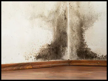 Hallandale Beach Emergency Restoration Hallandale Beach, FL 954-399-6342 - serv-mold-wgr-11